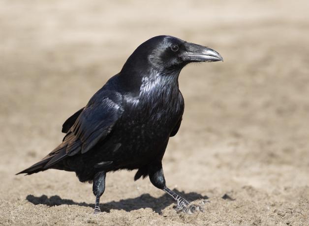 A Common Raven standing in sunlight