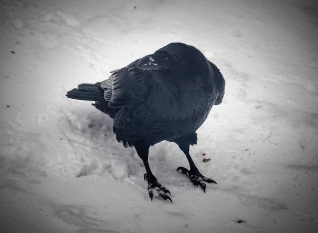 Common Raven in snow
