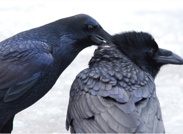 Common Ravens allopreening
