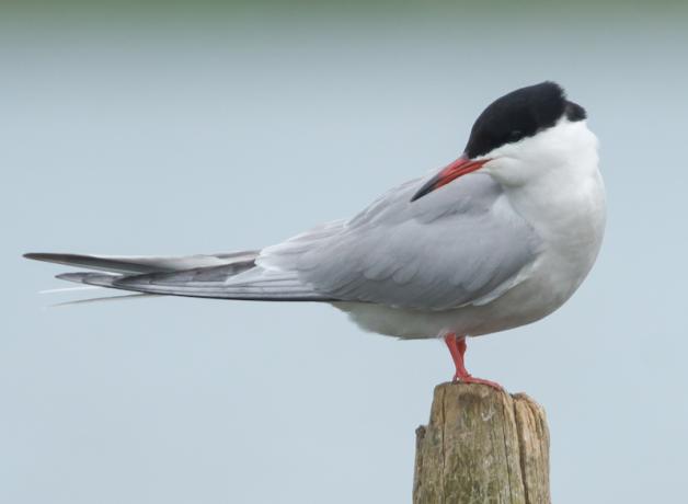 Common Tern