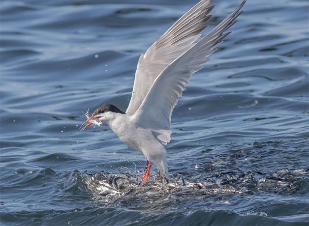 A Common Tern catching fish at the water's surface