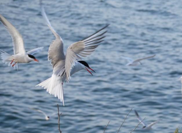 Common Terns, grey wings poised as they land with blue waters off Gull Island in the background 