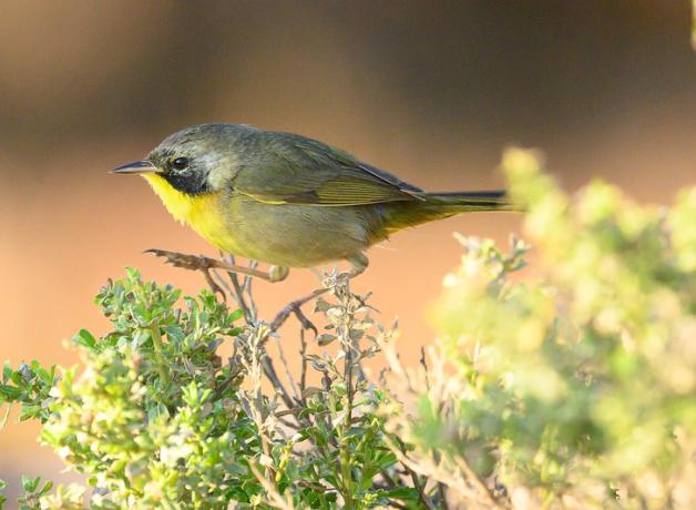 A small songbird with bright yellow throat and black cheek steps across the top of a flowering plant
