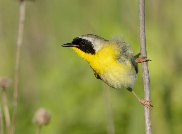 A male Common Yellowthroat clasping a vertical branch and looking to his right. His black mask and bright yellow throat and breast are sunlit.