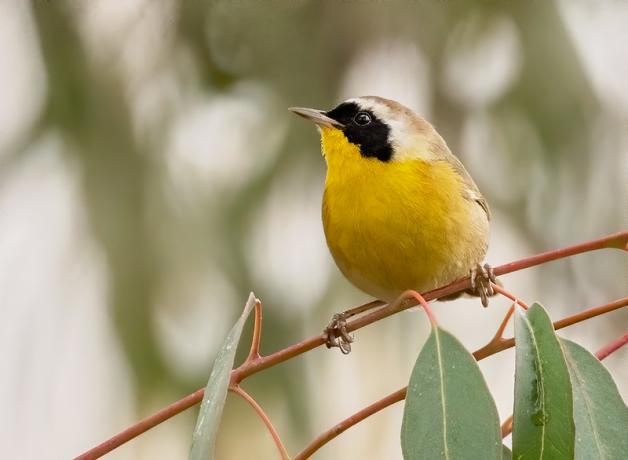 Male Common Yellowthroat, showing its yellow breast and throat, and black "mask" across its eyes and cheeks 