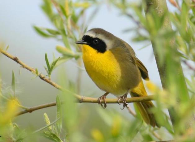 Common Yellowthroat