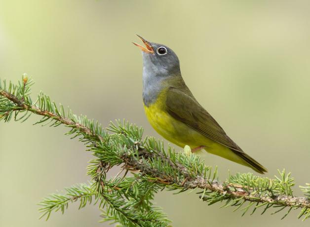 Connecticut Warbler