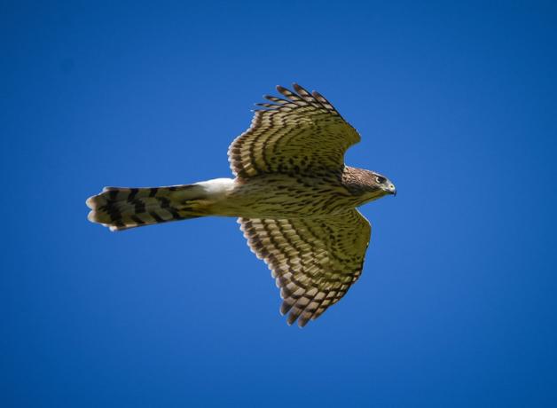 A brown-and-white striped hawk with long tail and wings outstretched in flight against a clear blue sky.