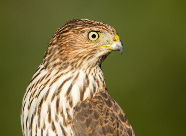 Cooper's Hawk in sunlight, head turned to its left, showing bright yellow eye.