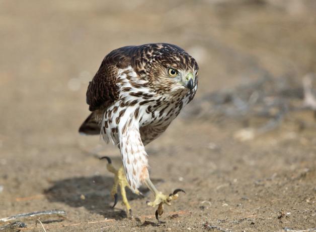 Juvenile Cooper's Hawk striding purposefully across a sandy patch of dirt