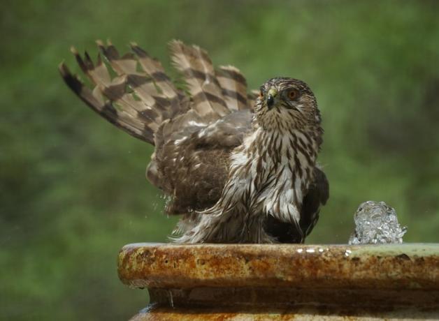 Cooper's Hawk splashing in a birdbath, its tail feathers raised and its chest feathers wet 