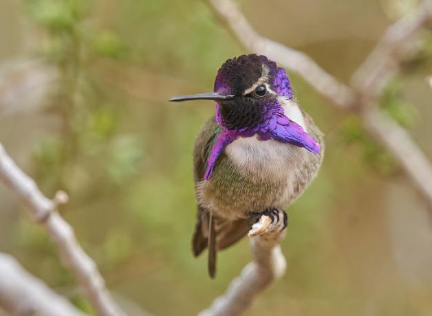 A tiny Costa's Hummingbird shows his iridescent purple head and throat feathers while perched on a twig