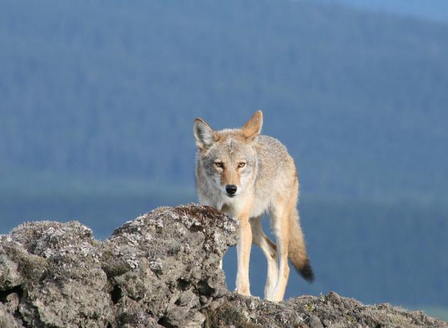 Coyote