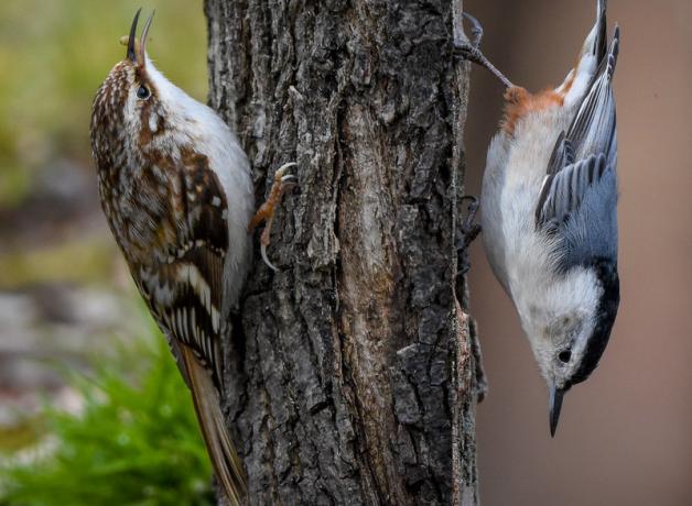 Photo comparing a Brown Creeper and a White-breasted Nuthatch