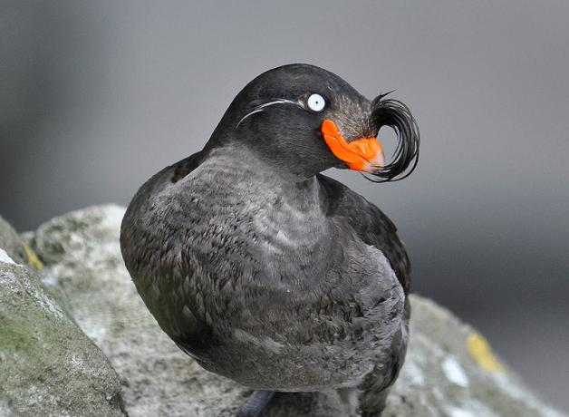 Crested Auklet facing the viewer while perched on a rock