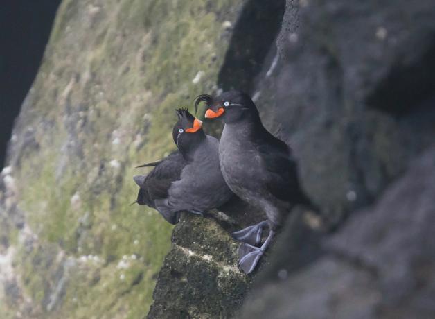 Dos alquitas crestadas (Aethia cristatella) sentadas en una pared rocosa
