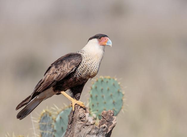 Crested Caracara
