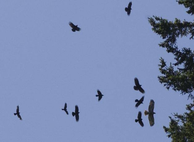 American Crows mobbing a raptor