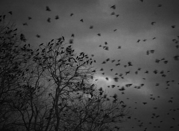 American Crow roost