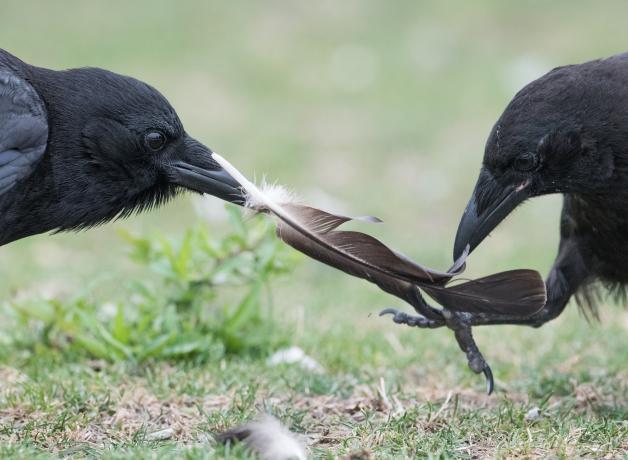Dos cuervos jugando con una pluma