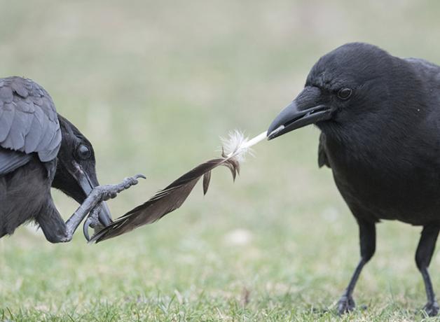 Two crows play tug of war with a feather while standing in a grassy area