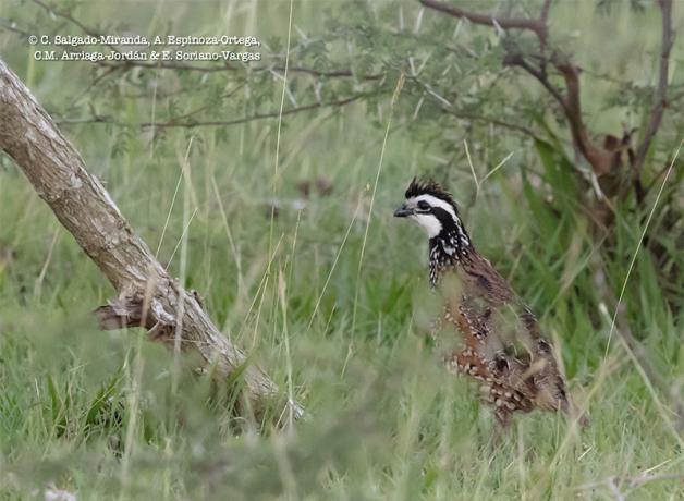 A quail standing in a grassy field, with its black-and-white striped head and brown patterned body feathers visible.
