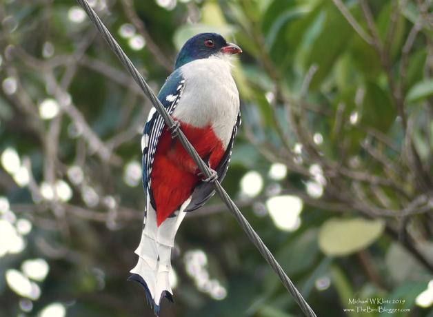 A bird with white breast, red underparts, dark blue head and wings is perched on a diagonal wire with leafy branches behind it.
