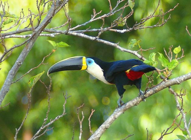 Cuvier's Toucan, "froot loops" bird?