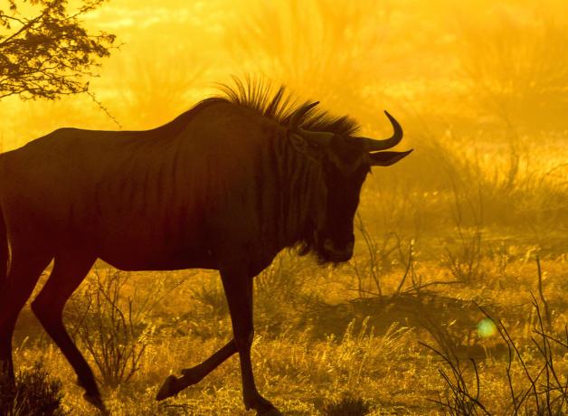A wildebeast walks across the savanna