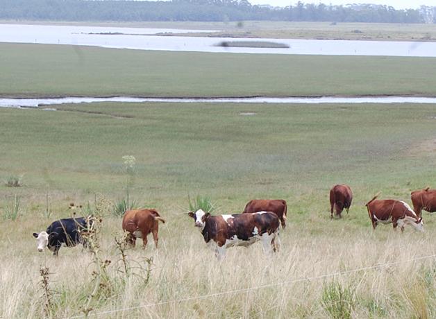 Cattle grazing in Uruguayan pastureland near a wetland.
