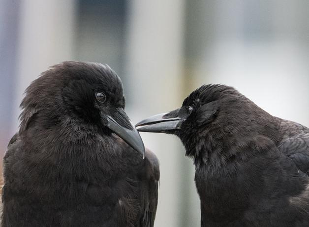 A Pair of crows, their heads turned toward each other, one touching the other with its beak.