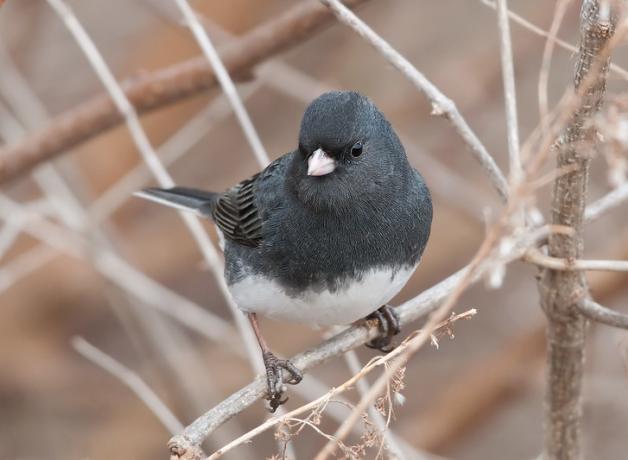 A small plump bird with dark charcoal-color plumage, pink beak, and white belly is perched on slender dry branches.