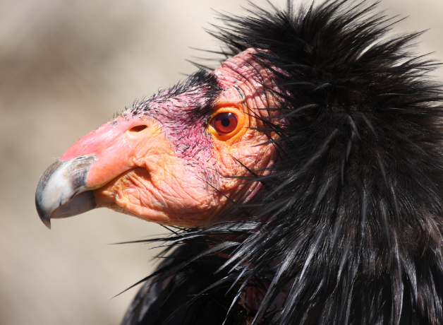 Close-up of a California Condor's face