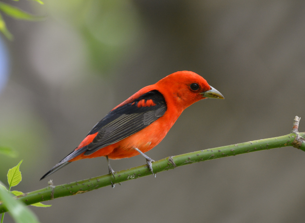 A Scarlet Tanager perches on a thin green branch. 