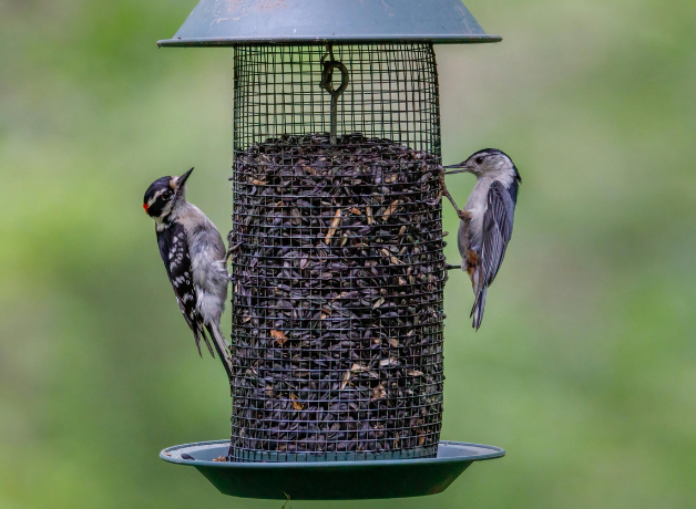 A pair of Downy Woodpeckers stand on opposite sides of a tube feeder and eat 