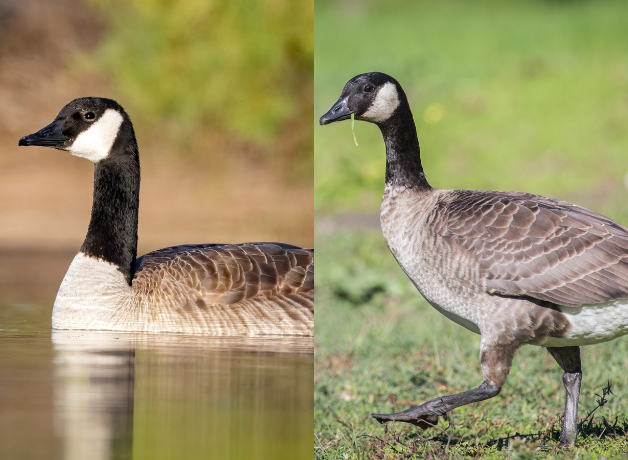 A Canda Goose on the left, a Cackling Goose on the right