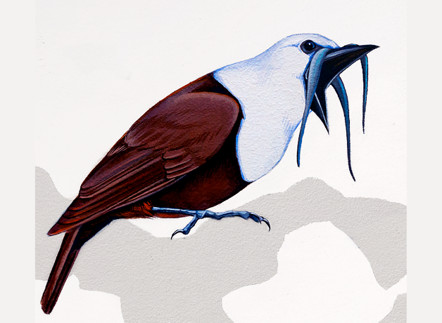 A painting of a Three-wattled Bellbird singing. He has a chocolate brown body, white head, and dark bill with three long wattles hanging down.