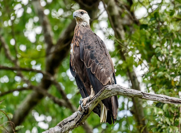 A Madagascar Fish-Eagle perched in the trees. The slender raptor has a brown body and pale face.