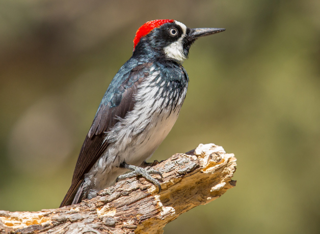 An Acorn Woodpecker perched on a dead branch.