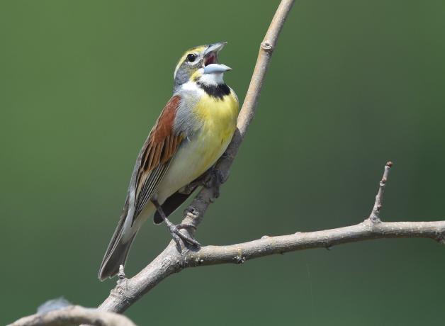 Un Arrocero Americano cantando contra un fondo verde.
