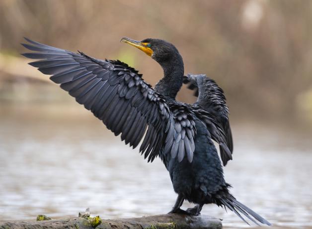 A Double-crested Cormorant, its wings outstretched, and standing on a log in water.