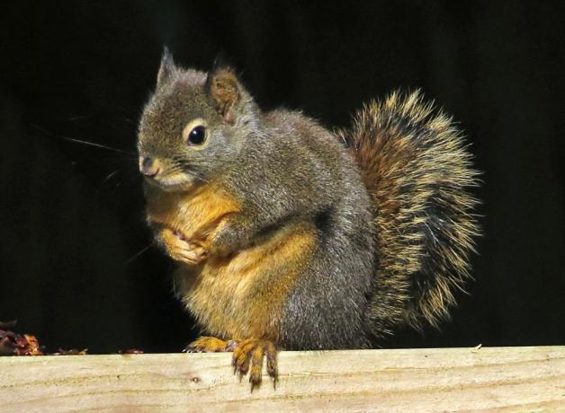 Douglas Squirrel, the "chickaree"