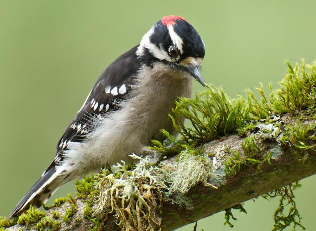 Downy Woodpecker
