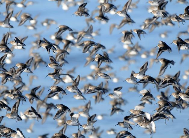 Flock of Dunlin