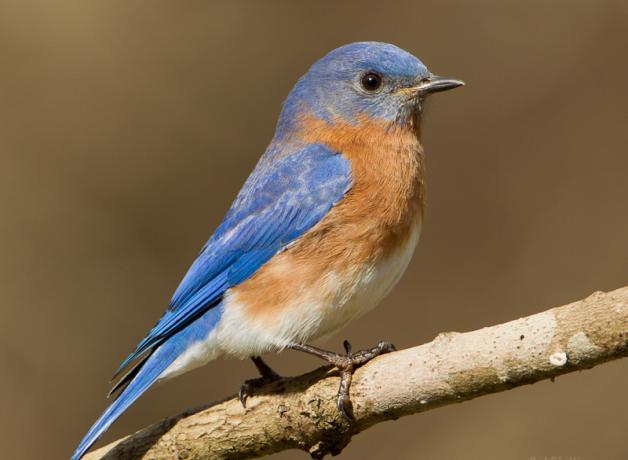 Eastern Bluebird