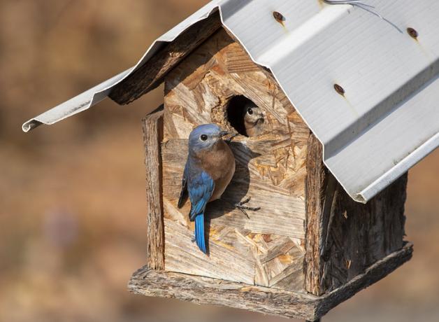 Eastern Bluebirds at a nest box - one bird inside looking out, the other perched outside at the entrance.