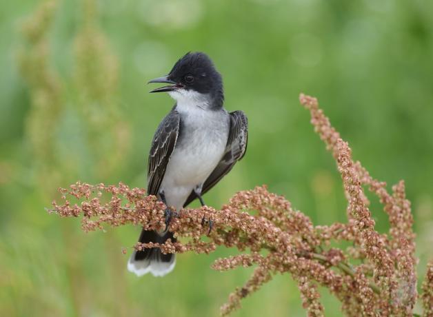 Eastern Kingbird facing forward looking to its right while perched on flowering grass