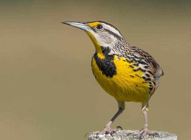 A bird with a bright lemon yellow breast, black bib, striped head and long sharp beak stands perches on a fencepost in the sunlight.