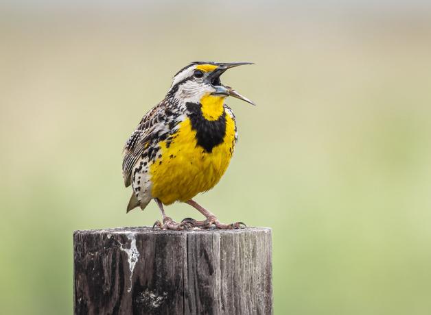 Eastern Meadowlark singing