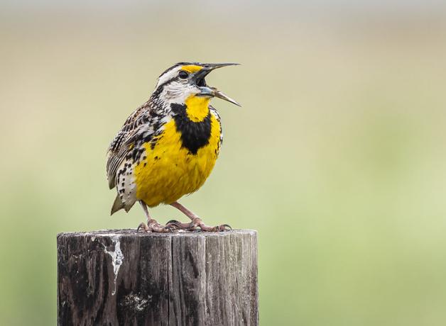 Eastern Meadowlark perched on a fence post, and singing.